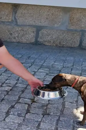 Serviços de recolha de animais atingem limite em Oliveira do Hospital